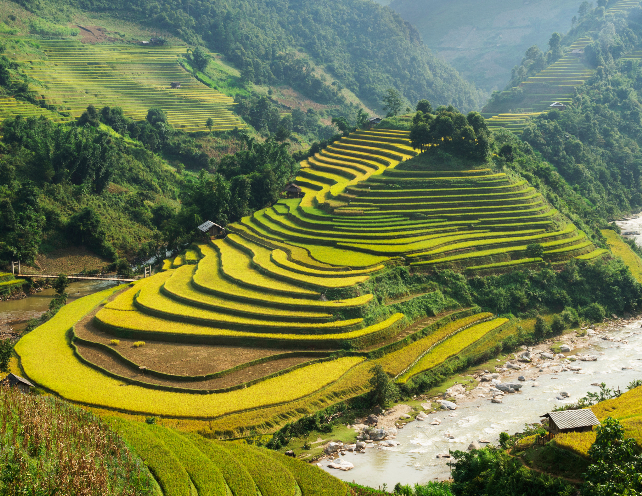 Vietnam rice fields