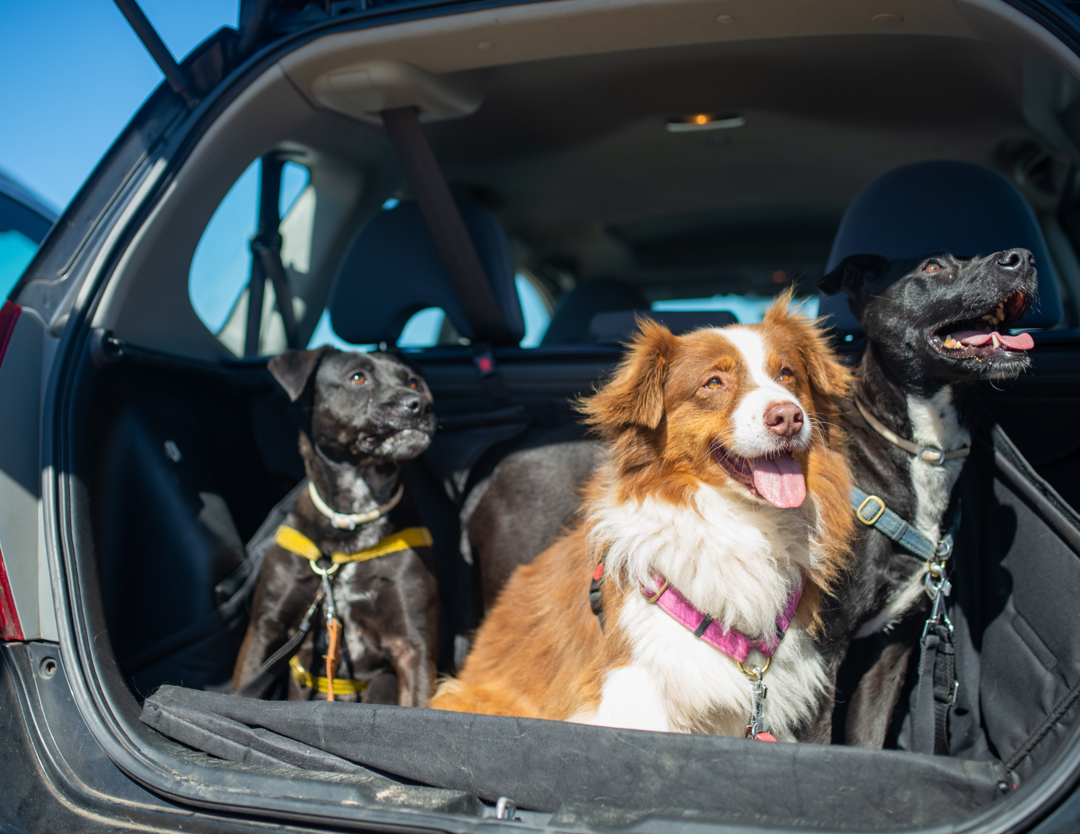 travelling with a nervous pet
