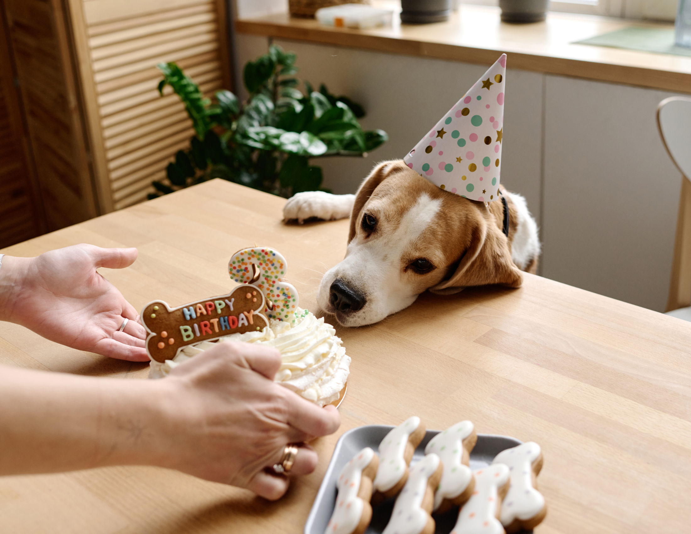 local business ideas pet bakery